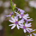 Olearia stricta - Photo (c) Reiner Richter, some rights reserved (CC BY-NC-SA), uploaded by Reiner Richter