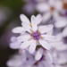Olearia stricta stricta - Photo (c) Reiner Richter, some rights reserved (CC BY-NC-SA), uploaded by Reiner Richter