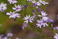 Olearia stricta stricta