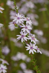 Olearia stricta stricta