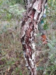 Dalbergia miscolobium