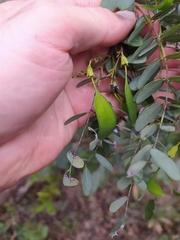 Dalbergia miscolobium