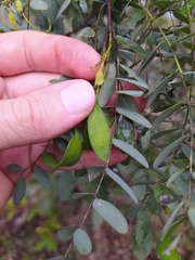 Dalbergia miscolobium