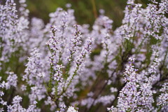 Olearia stricta stricta