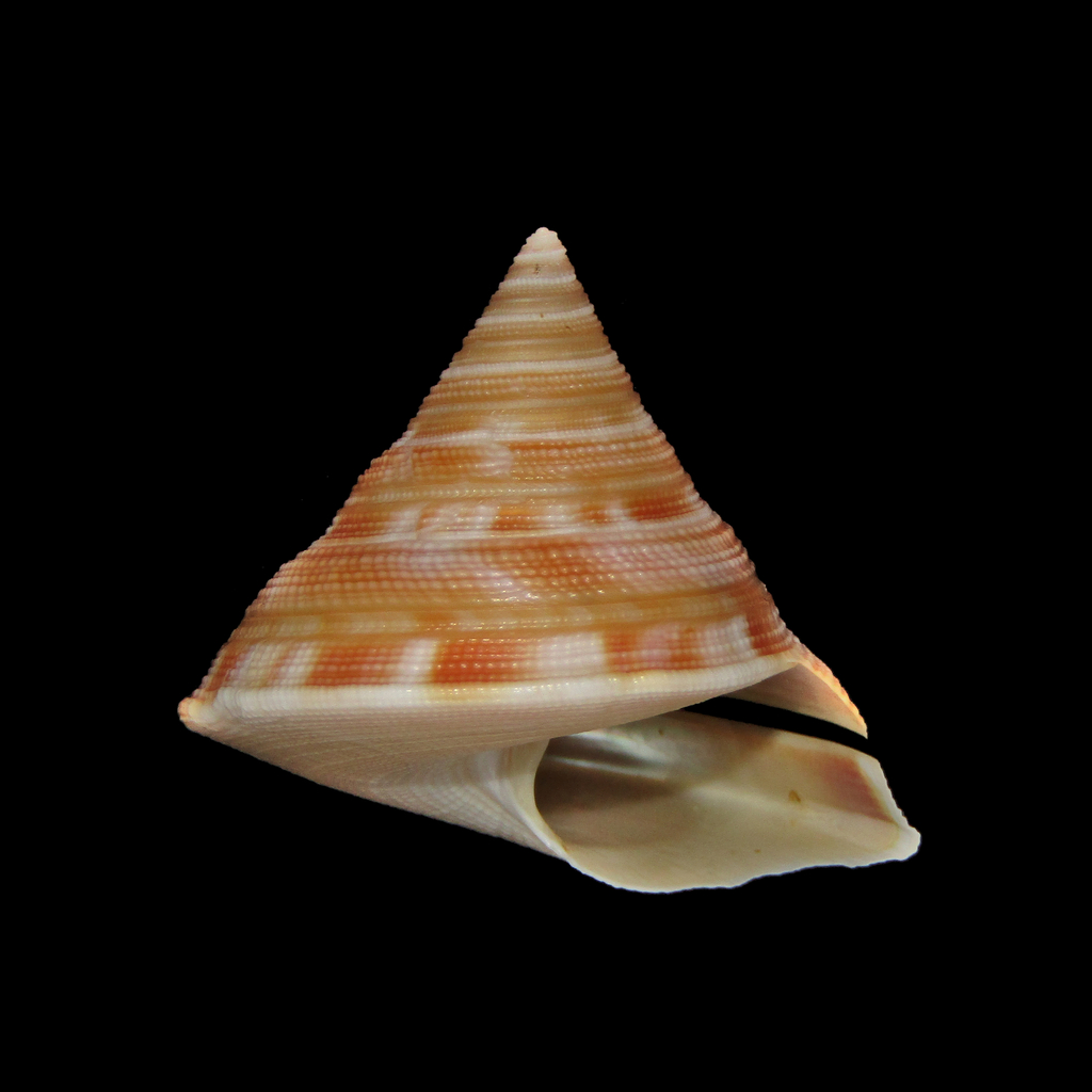 Mikadotrochus anseeuwi