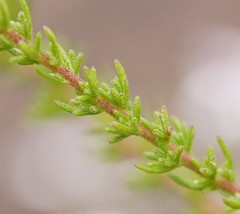 Olearia stricta stricta