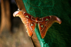 Attacus atlas
