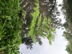 Hypolepis dicksonioides