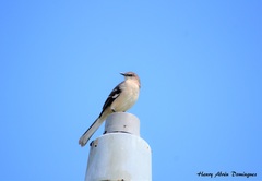 Mimus polyglottos