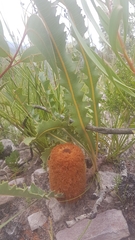 Banksia gardneri