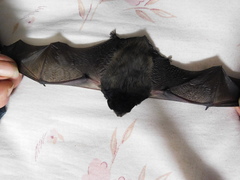 Chalinolobus gouldii