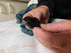 Chalinolobus gouldii