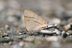 Rapala nissa hirayamana