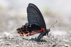 Papilio thaiwanus