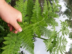 Hypolepis dicksonioides