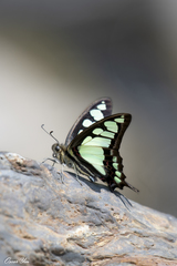 Graphium cloanthus