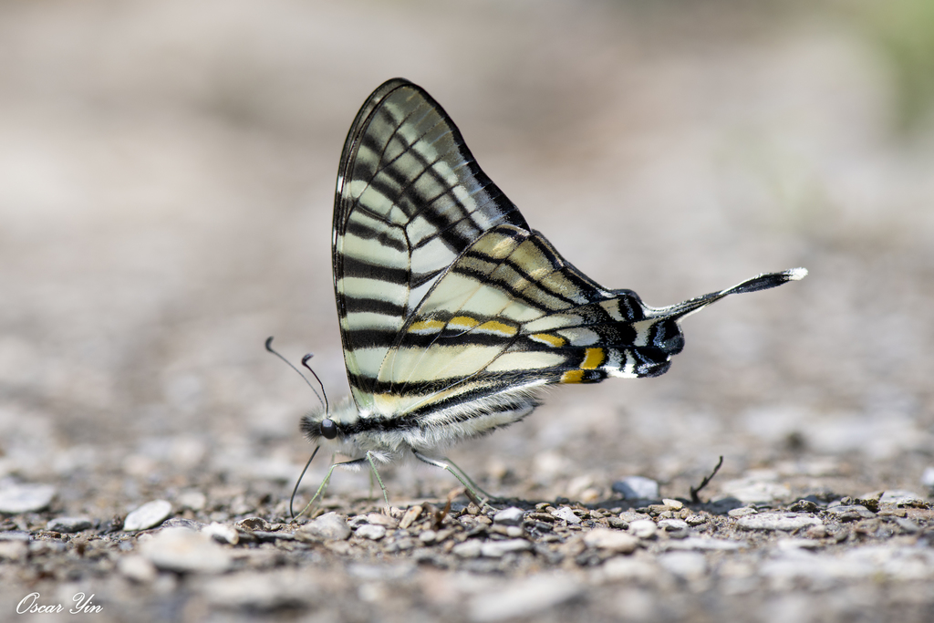 Six-bar Swordtail