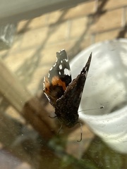 Vanessa atalanta