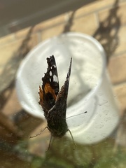 Vanessa atalanta