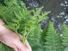 Hypolepis dicksonioides