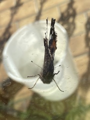 Vanessa atalanta