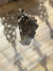 Vanessa atalanta