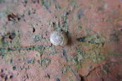 Aegopinella nitidula