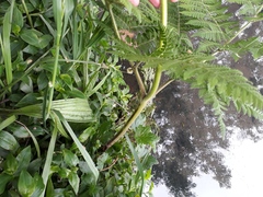 Hypolepis dicksonioides