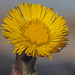 Tussilago farfara - Photo (c) Felix Riegel,  זכויות יוצרים חלקיות (CC BY-NC), הועלה על ידי Felix Riegel