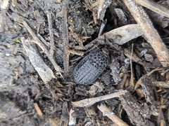 Thanatophilus rugosus