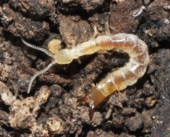 Protjapyx maior