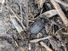 Thanatophilus rugosus