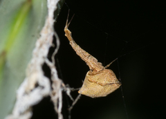 Uloborus barbipes