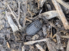 Thanatophilus rugosus