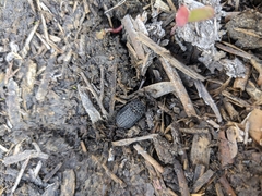 Thanatophilus rugosus