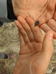 Thanatophilus rugosus