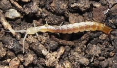 Protjapyx maior