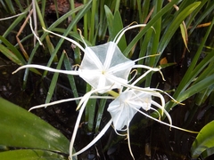 Hymenocallis occidentalis