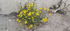 Senecio glaucus