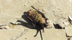 Eptesicus furinalis