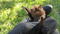 Eptesicus furinalis