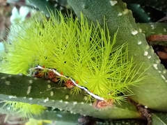 Automeris coresus