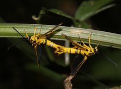 Synanthedon