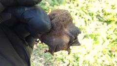 Eptesicus furinalis