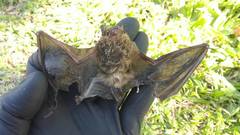 Eptesicus furinalis