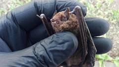 Eptesicus furinalis