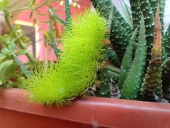 Automeris coresus