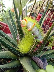 Automeris coresus