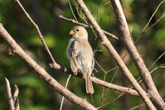 Sporophila albogularis