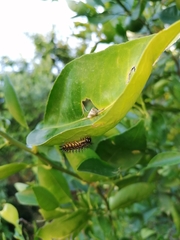 Acraea horta